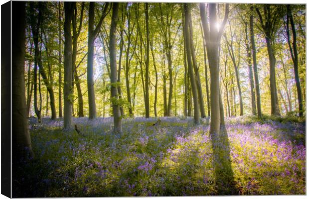 Bluebell Wood Shadow and Light Canvas Print by J Biggadike