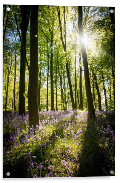 Bluebell Wood Light Rays Acrylic by J Biggadike