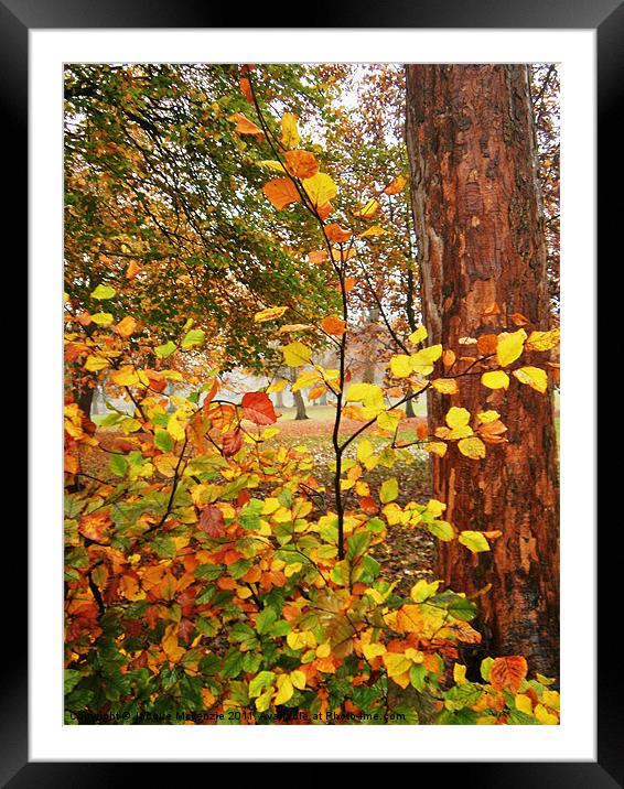BURNT AUTUMN Framed Mounted Print by Jacque Mckenzie