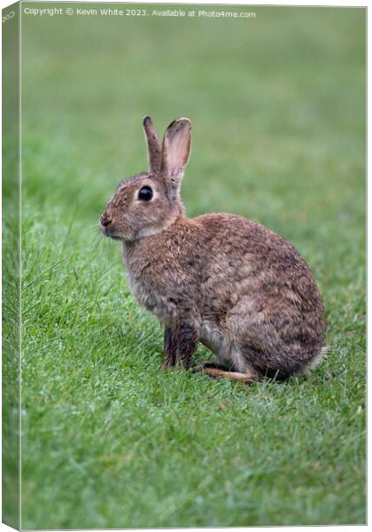 Bright eyed wild rabbit Canvas Print by Kevin White