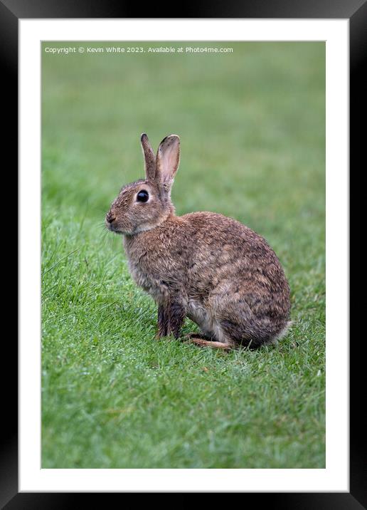 Bright eyed wild rabbit Framed Mounted Print by Kevin White