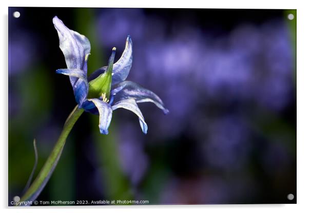 Enchanting Bluebells Acrylic by Tom McPherson