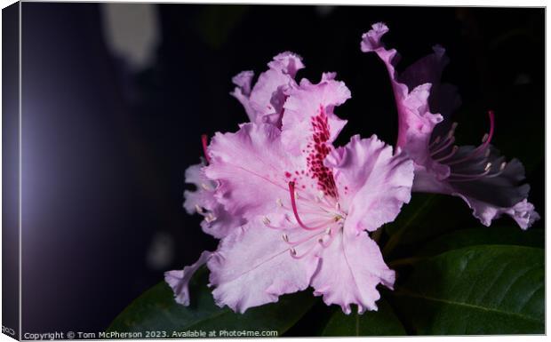 Blooming Rhododendron Canvas Print by Tom McPherson