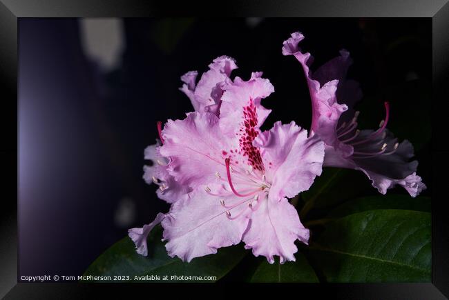 Blooming Rhododendron Framed Print by Tom McPherson