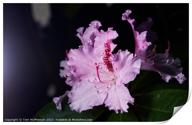 Blooming Rhododendron Print by Tom McPherson