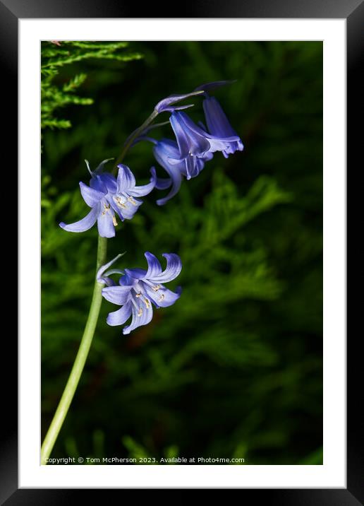 Tranquil Bluebell Woodland Framed Mounted Print by Tom McPherson