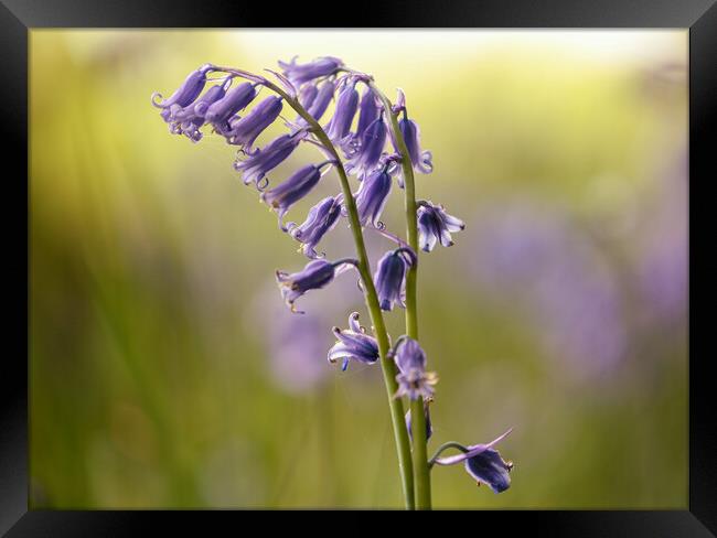 Bluebell flower Framed Print by Simon Johnson