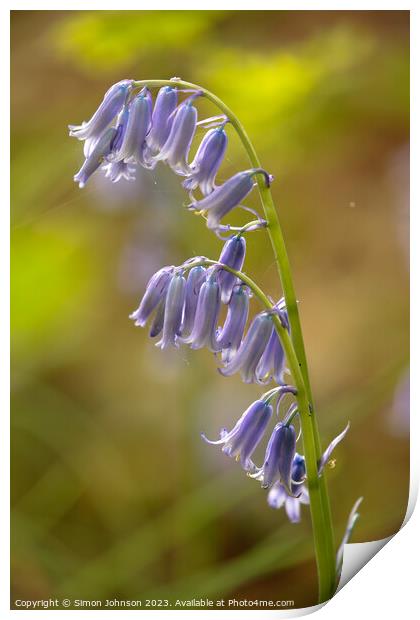 sunlit Bluebell flowerflower Print by Simon Johnson