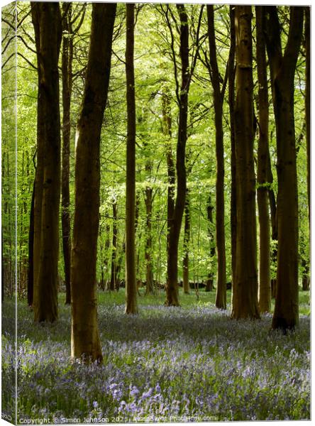 sunlit Bluebell Woodland Canvas Print by Simon Johnson