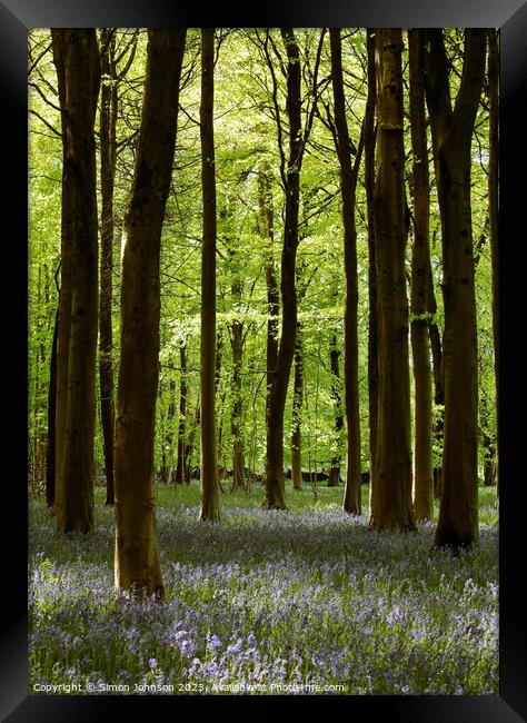 sunlit Bluebell Woodland Framed Print by Simon Johnson