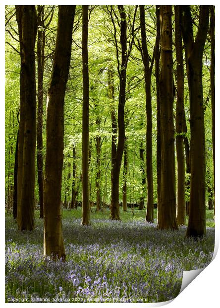 sunlit Bluebell Woodland Print by Simon Johnson