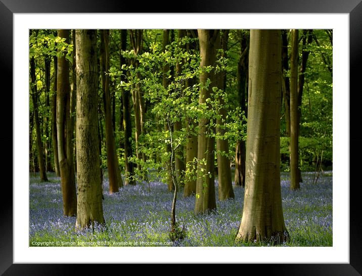 Bluebell Woodland Framed Mounted Print by Simon Johnson