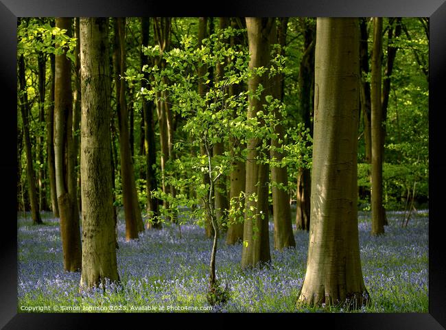 Bluebell Woodland Framed Print by Simon Johnson