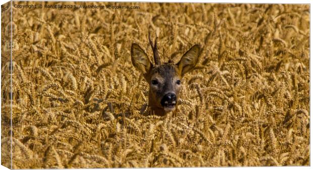 Wheat-Framed Deer Canvas Print by Ron Ella