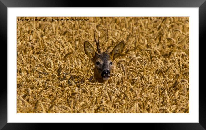 Wheat-Framed Deer Framed Mounted Print by Ron Ella
