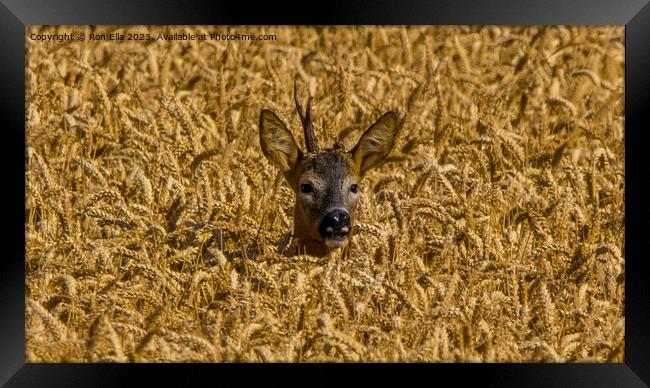 Wheat-Framed Deer Framed Print by Ron Ella