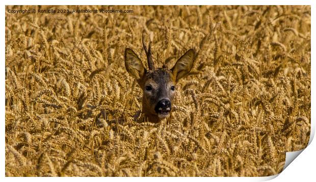 Wheat-Framed Deer Print by Ron Ella