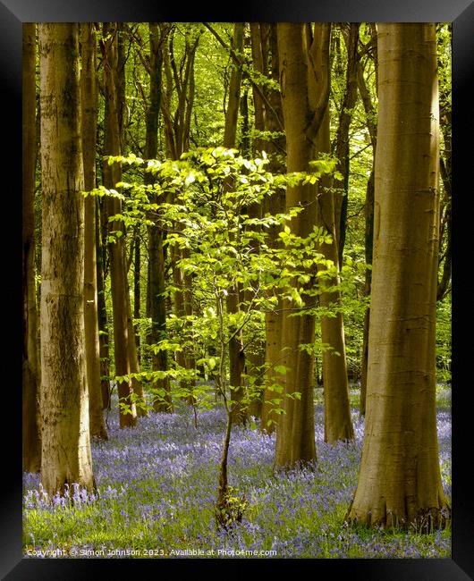 Sunlit tree and bluebell wood Framed Print by Simon Johnson