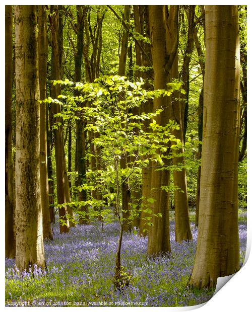 Sunlit tree and bluebell wood Print by Simon Johnson