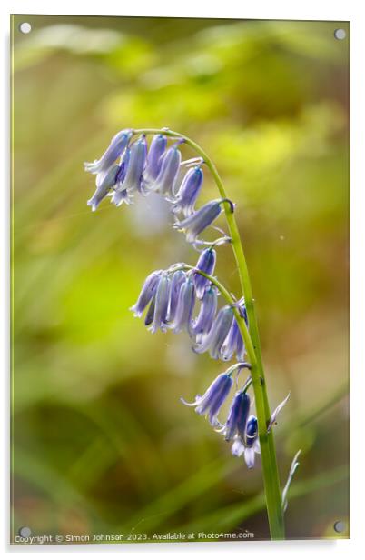 Bluebell flower Acrylic by Simon Johnson