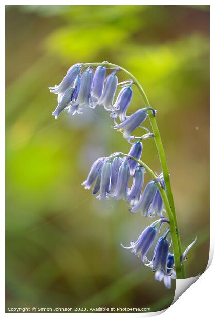 sunlit bluebell flower  Print by Simon Johnson