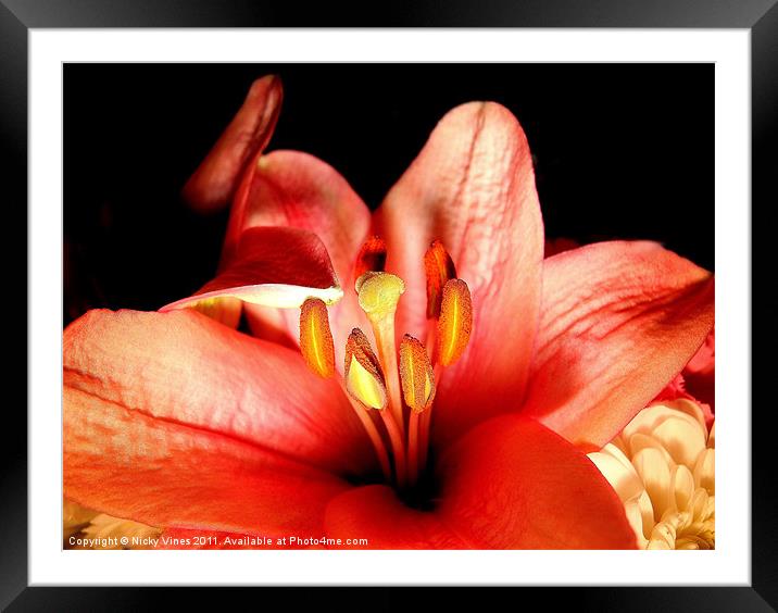 Lush Lilly Framed Mounted Print by Nicky Vines