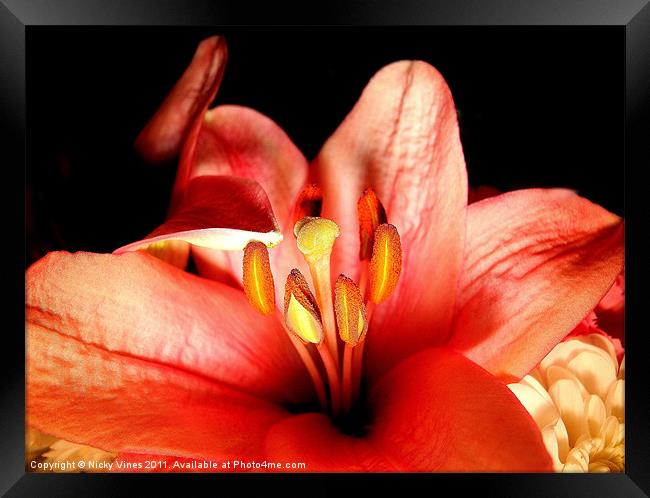 Lush Lilly Framed Print by Nicky Vines