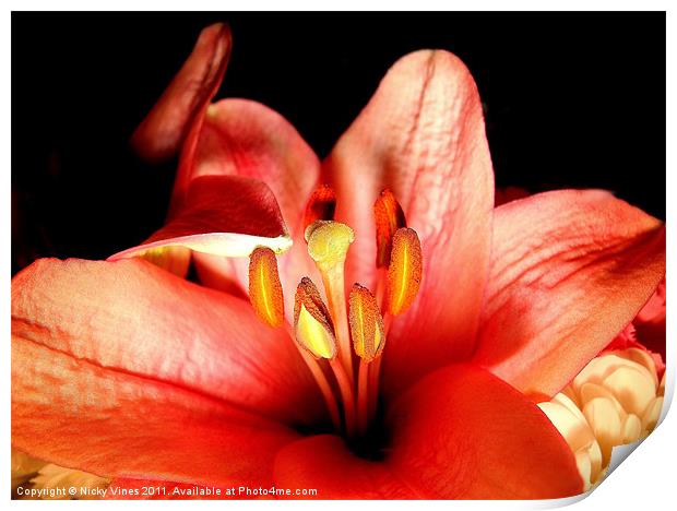 Lush Lilly Print by Nicky Vines