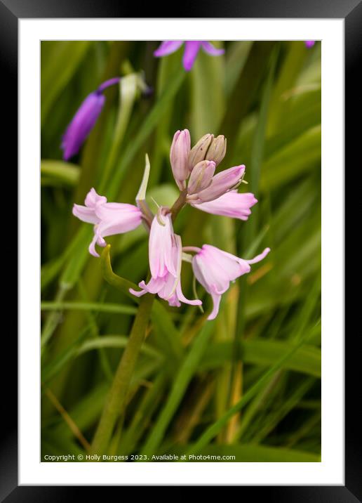 Spanish Bluebell: A Symphony in Pink Framed Mounted Print by Holly Burgess