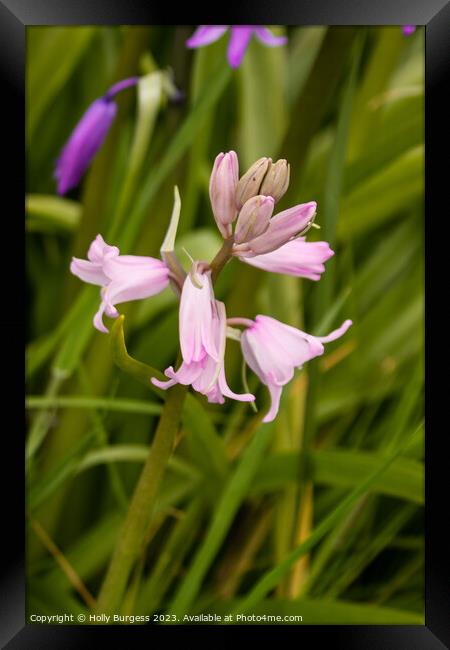 Spanish Bluebell: A Symphony in Pink Framed Print by Holly Burgess