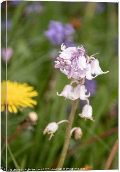 Pink Bells grown in the wild can also be grown in your own garden  Canvas Print by Holly Burgess