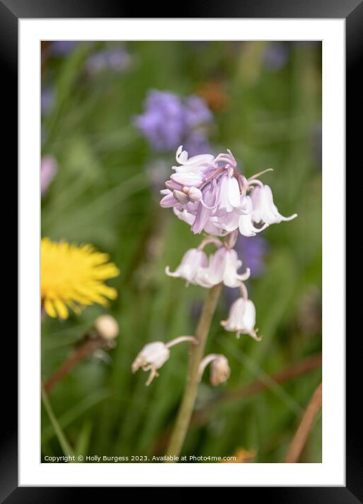 Pink Bells grown in the wild can also be grown in your own garden  Framed Mounted Print by Holly Burgess