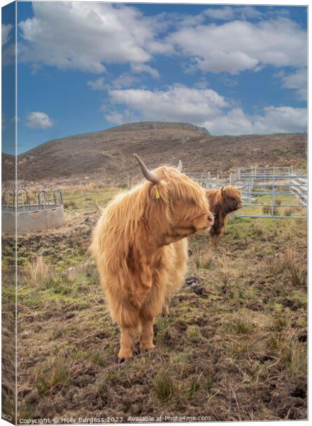 Scottish Highland Cattle: A Rustic Portrait Canvas Print by Holly Burgess