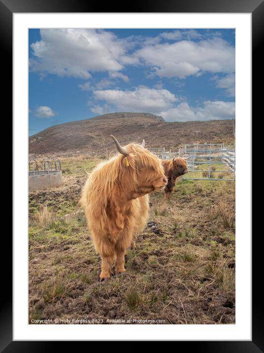 Scottish Highland Cattle: A Rustic Portrait Framed Mounted Print by Holly Burgess