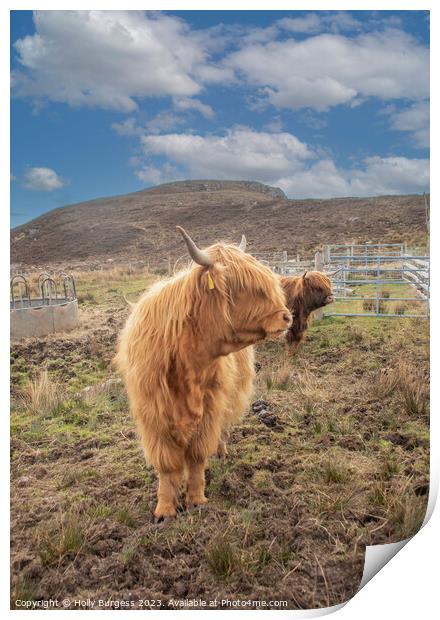 Scottish Highland Cattle: A Rustic Portrait Print by Holly Burgess