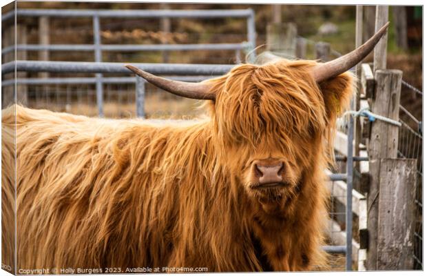Highland Beauty:Coo  Scotland's Iconic Bovine Canvas Print by Holly Burgess