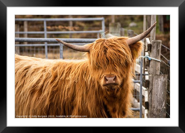Highland Beauty:Coo  Scotland's Iconic Bovine Framed Mounted Print by Holly Burgess
