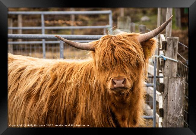Highland Beauty:Coo  Scotland's Iconic Bovine Framed Print by Holly Burgess