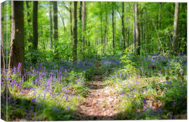 Bluebell Path Through The Woods Canvas Print by Apollo Aerial Photography