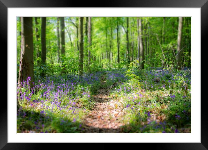Bluebell Path Through The Woods Framed Mounted Print by Apollo Aerial Photography