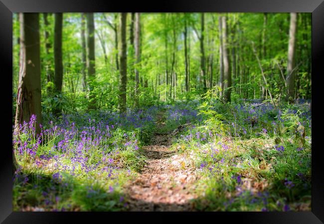 Bluebell Path Through The Woods Framed Print by Apollo Aerial Photography