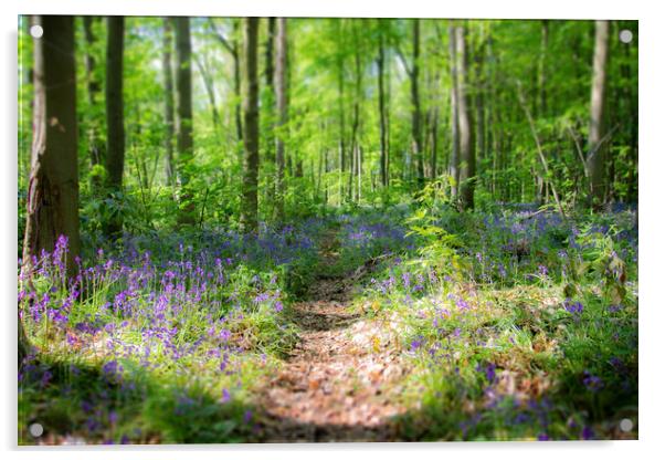 Bluebell Path Through The Woods Acrylic by Apollo Aerial Photography