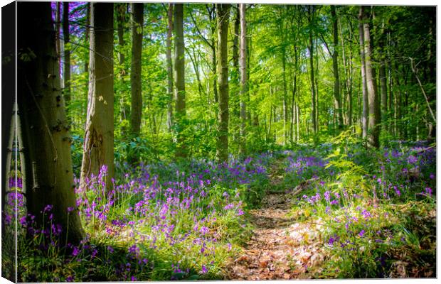Bluebell Woodland Walk Canvas Print by Apollo Aerial Photography