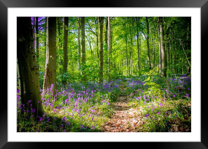 Bluebell Woodland Walk Framed Mounted Print by Apollo Aerial Photography