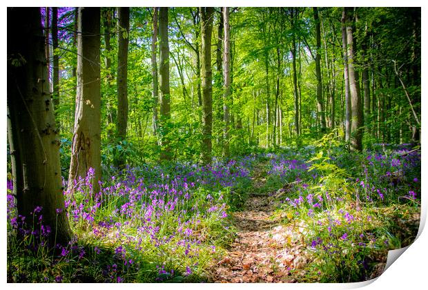 Bluebell Woodland Walk Print by Apollo Aerial Photography