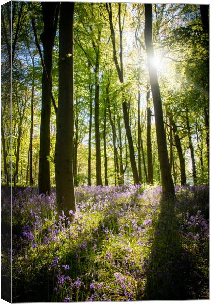 Light In The Bluebell Forest Canvas Print by Apollo Aerial Photography