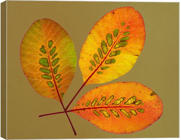 Patterned Leaves Canvas Print by Pete Hemington