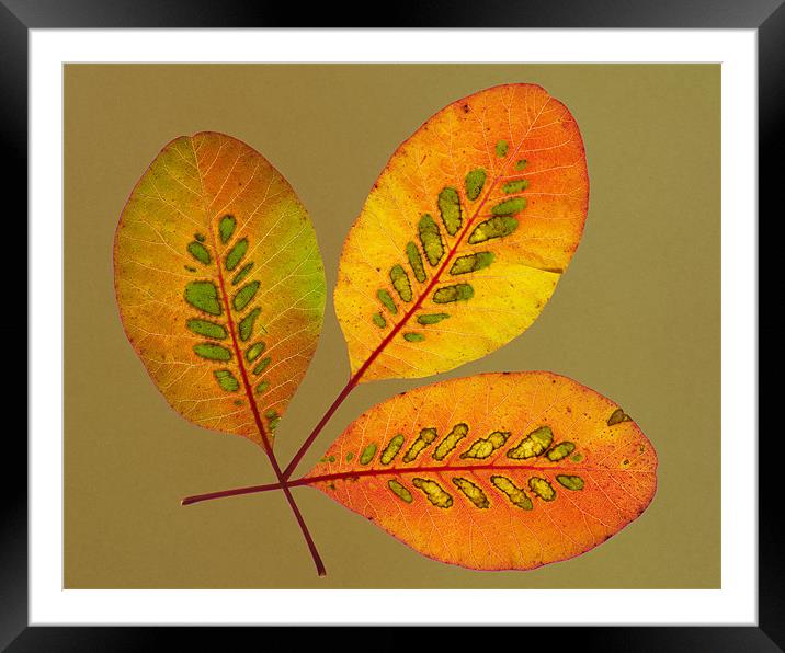 Patterned Leaves Framed Mounted Print by Pete Hemington