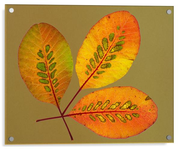 Patterned Leaves Acrylic by Pete Hemington