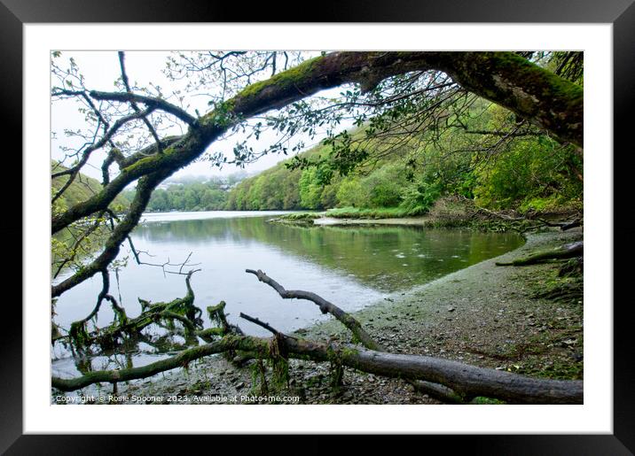 Misty morning on The River Looe Framed Mounted Print by Rosie Spooner